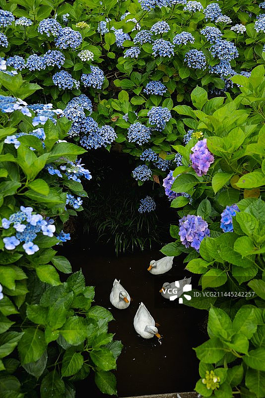 日本人气最高的紫阳花花手水寺庙茨城雨引观音寺的紫阳花鸭子图片素材