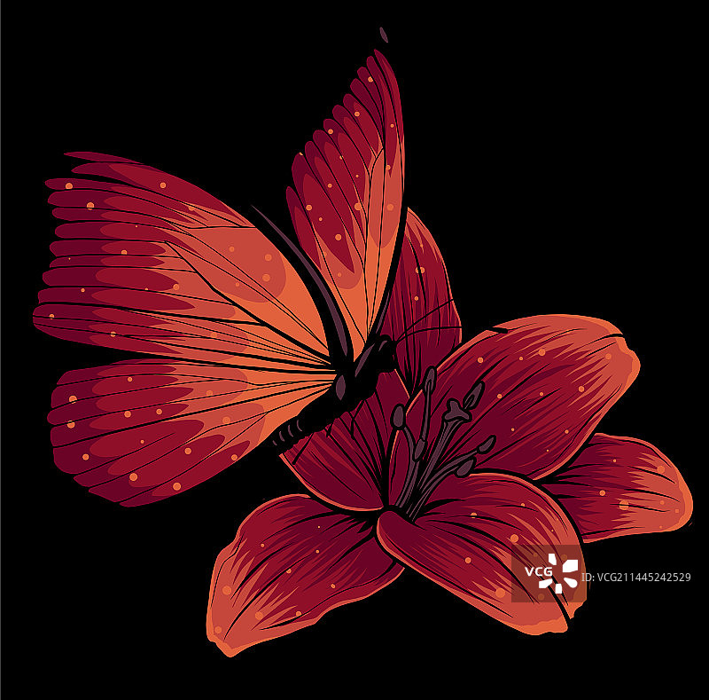 蝴蝶在花上图片素材