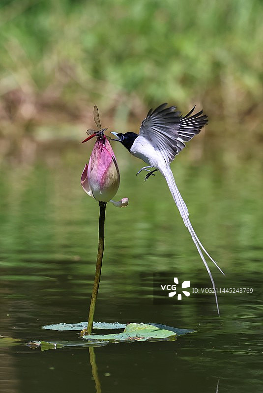 寿带觅食图片素材