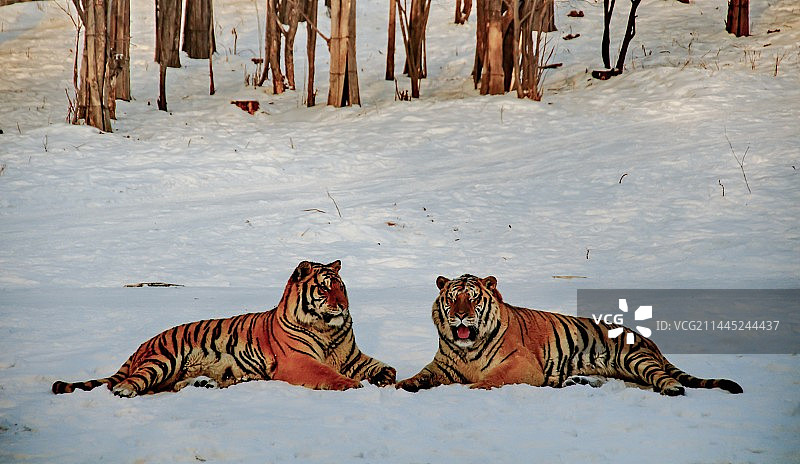 黑龙江省牡丹江市海林市横道河子东北虎林园图片素材