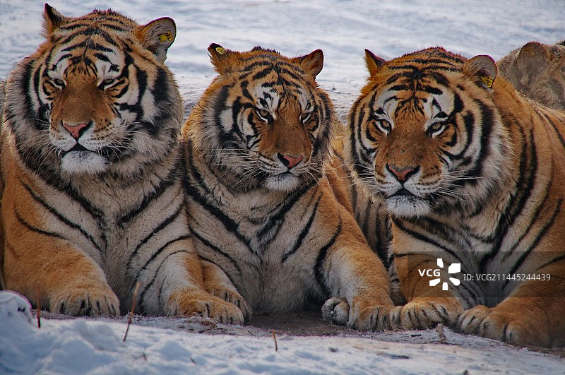 黑龙江省牡丹江市海林市横道河子东北虎林园图片素材