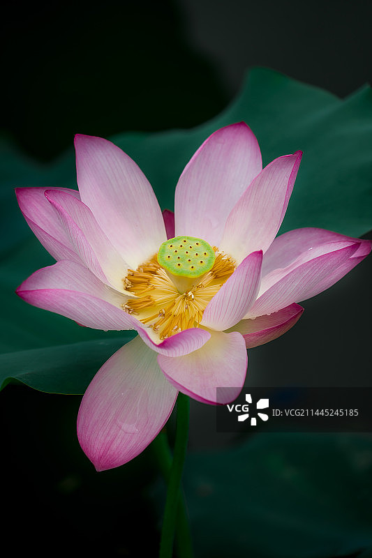 荷花图片素材