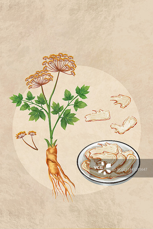 中国传统文化之重要养生当归图片素材