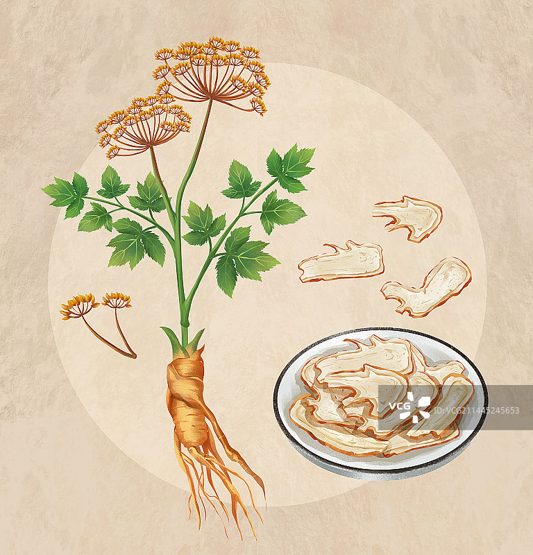 中国传统文化之重要养生当归图片素材