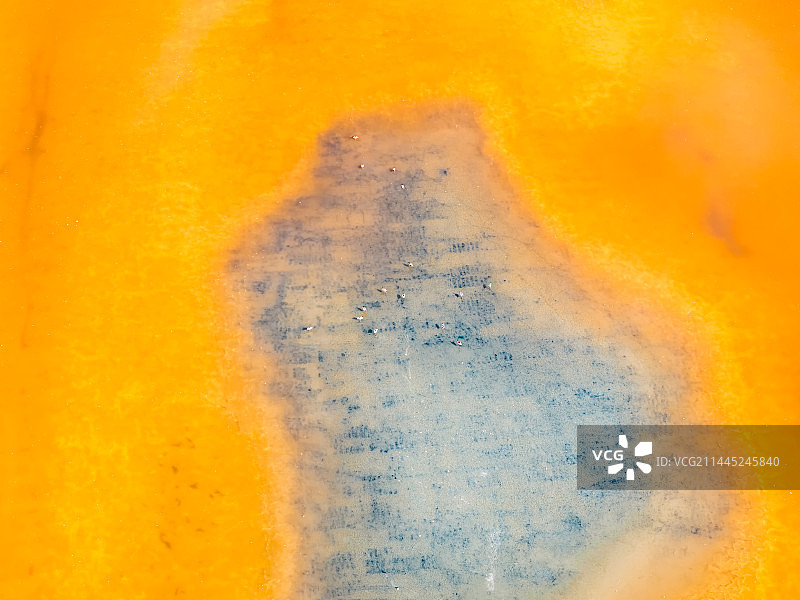 航拍山西省运城市“中国死海”运城盐湖中的鸟类——反嘴鹬图片素材