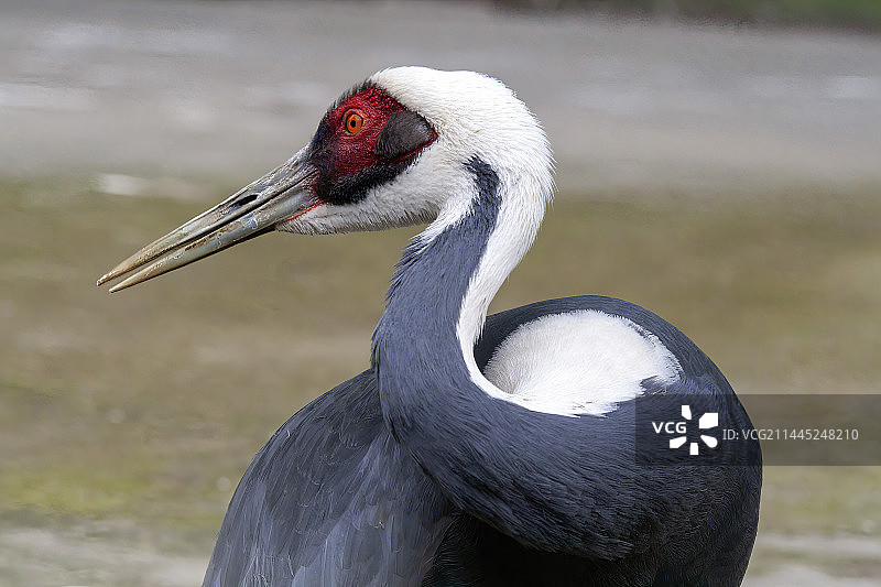 白枕鹤图片素材