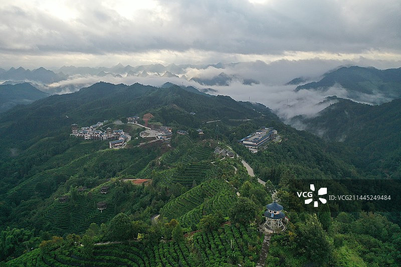 航拍广西凌云县金字塔山茶叶种植基地图片素材