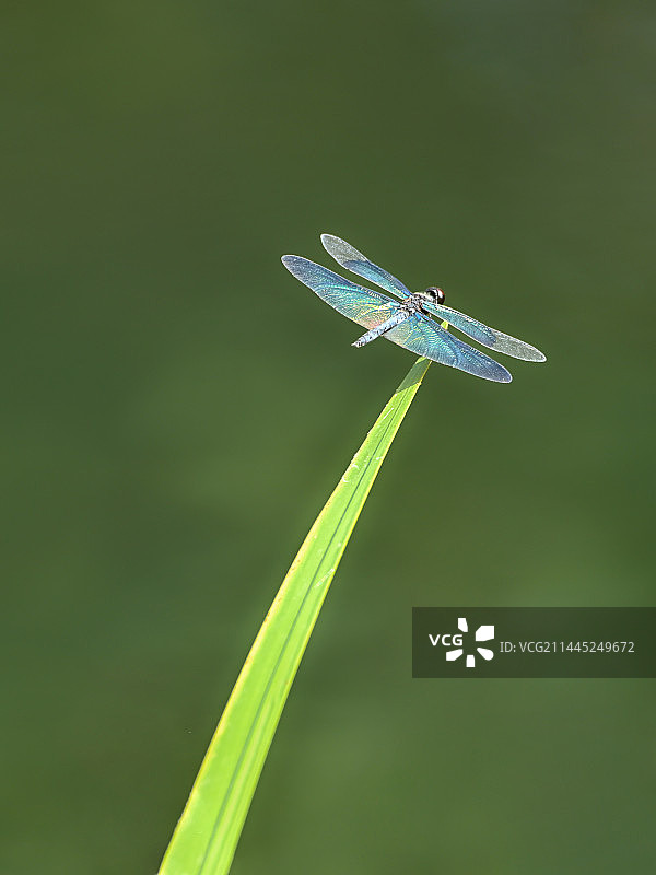草尖上的黑丽翅蜻图片素材