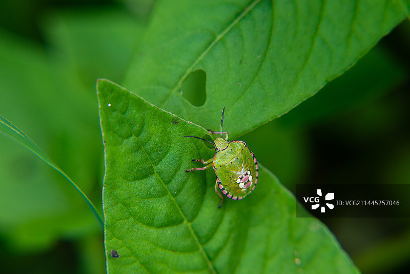 叶上昆虫特写镜头  半翅目蝽科动物图片素材