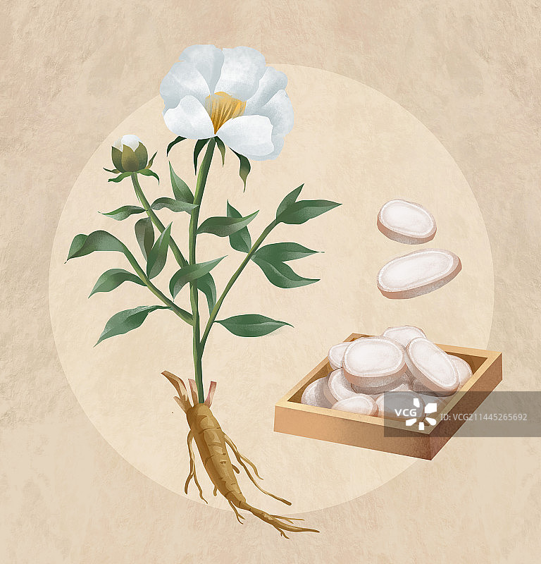 中国传统文化中草药药材之白芍图片素材