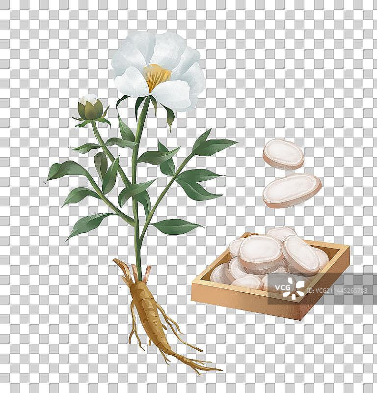 中国传统文化中草药药材之白芍图片素材