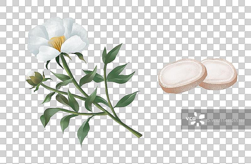 中国传统文化中草药药材之白芍图片素材