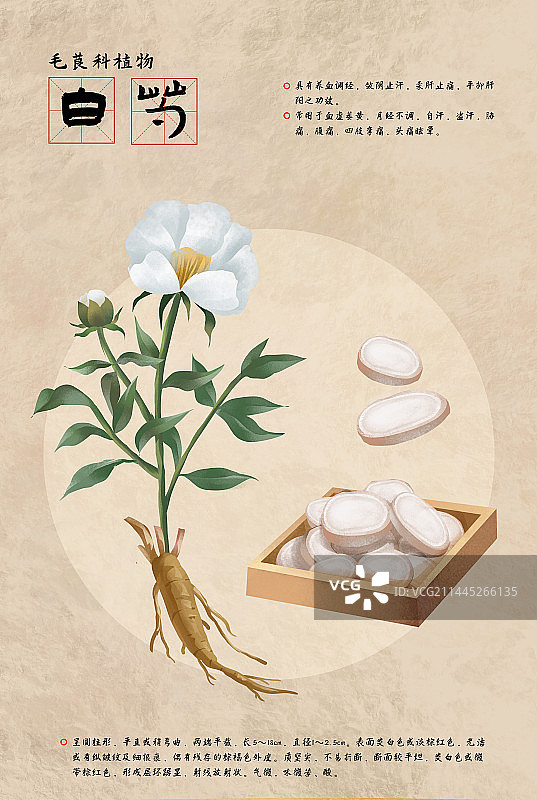 中国传统文化中草药药材之白芍图片素材