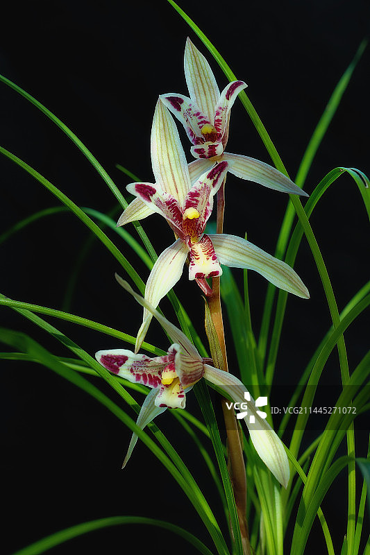 黑色背景下的兰花花朵特写镜头图片素材