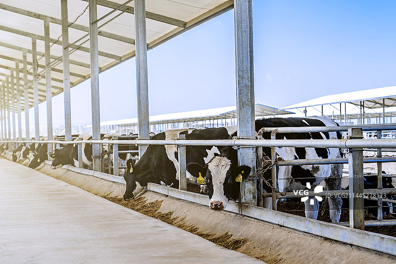现代化大规模养殖场里正在吃饲料的奶牛图片素材