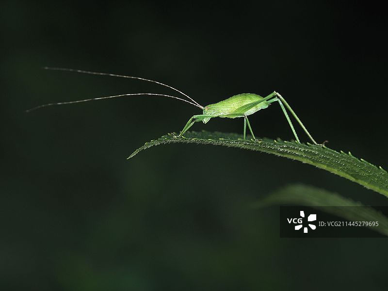 螽斯幼虫图片素材