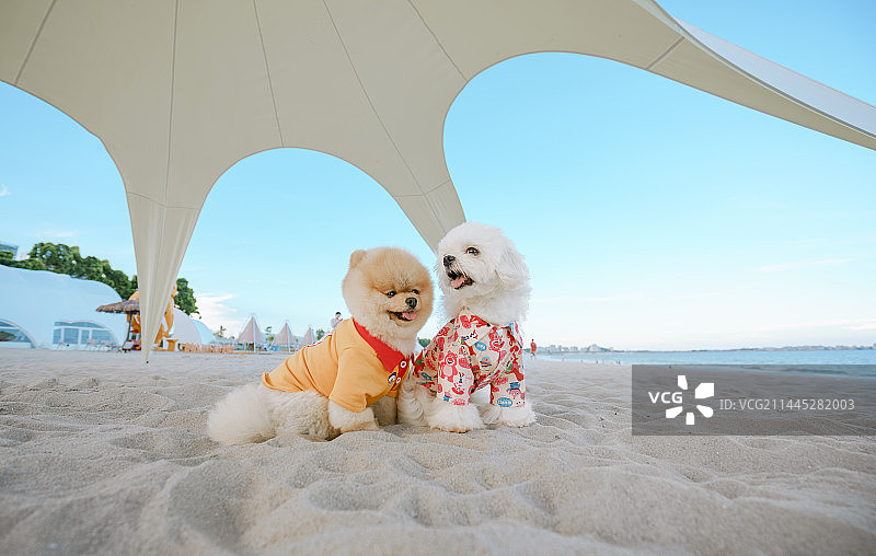 两只狗狗在沙滩上图片素材