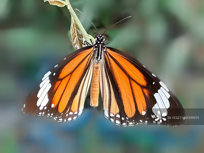 在植物上的黑墨金斑蝶图片素材