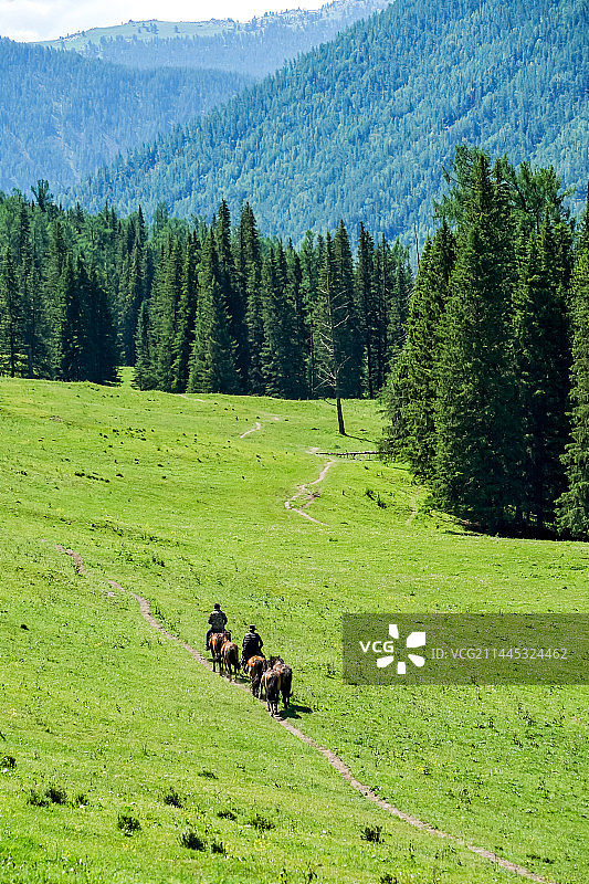 喀纳斯夏季森林草原上的马图片素材