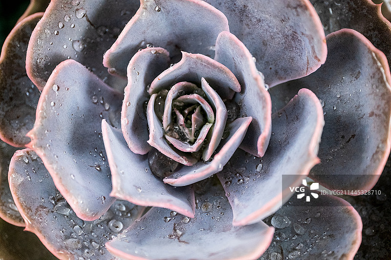 小肉肉图片素材