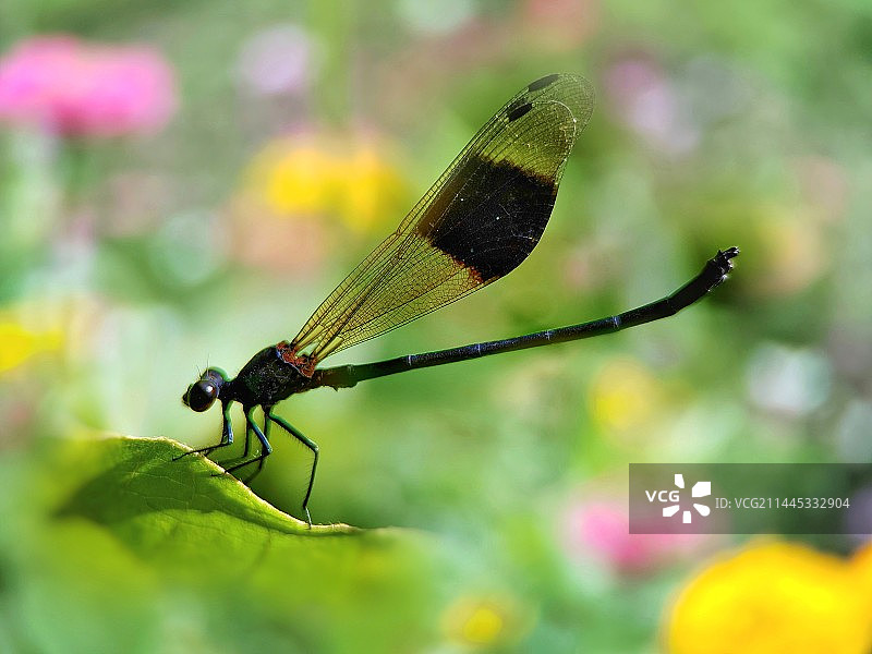 赏花-色蟌图片素材