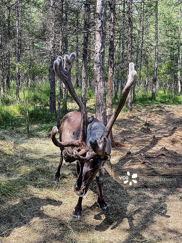 驯鹿图片素材
