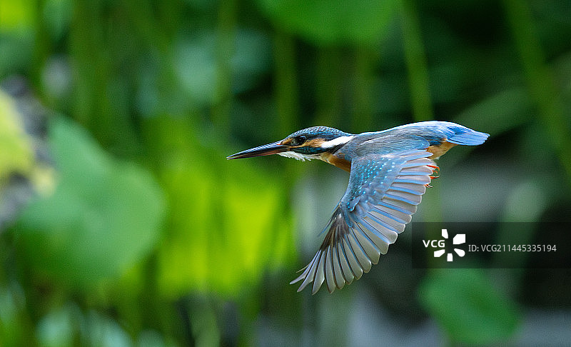 飞翔中的翠鸟图片素材
