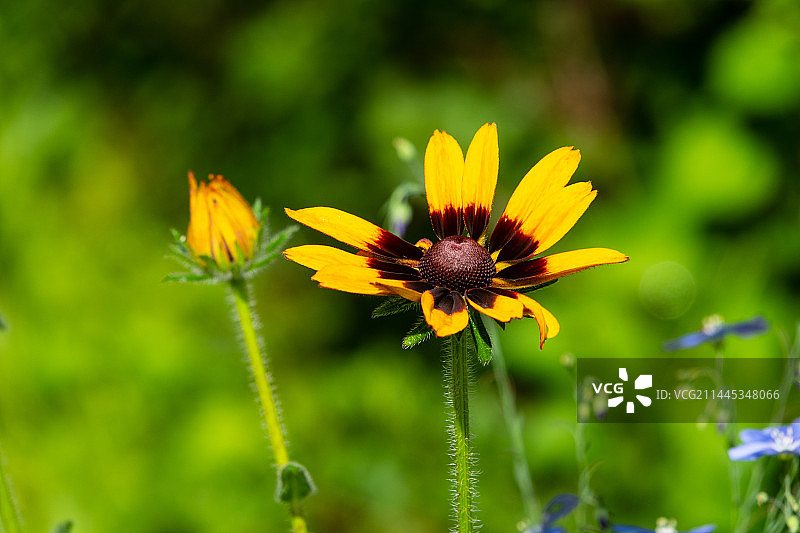 黑心金光菊图片素材