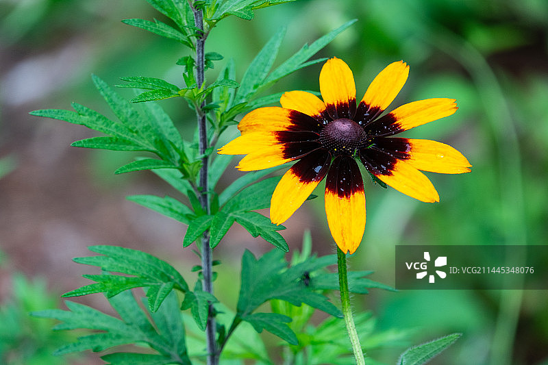 黑心金光菊图片素材