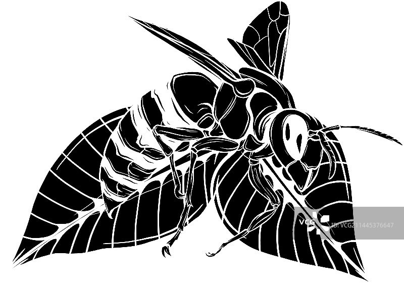 树叶上的蜜蜂设计黑色剪影图片素材