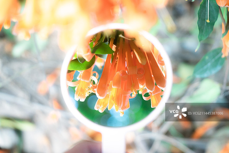 炮仗花图片素材