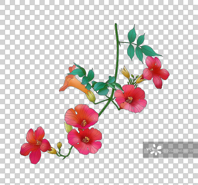 凌霄花图片素材