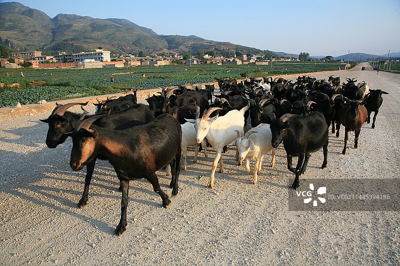 云南省玉溪市澄江市行走的羊群图片素材