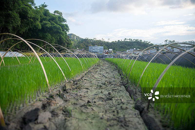 水稻秧苗特写图片素材