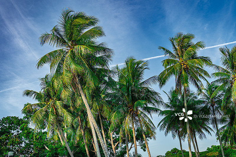 新加坡巴西立公园海边的棕榈树图片素材