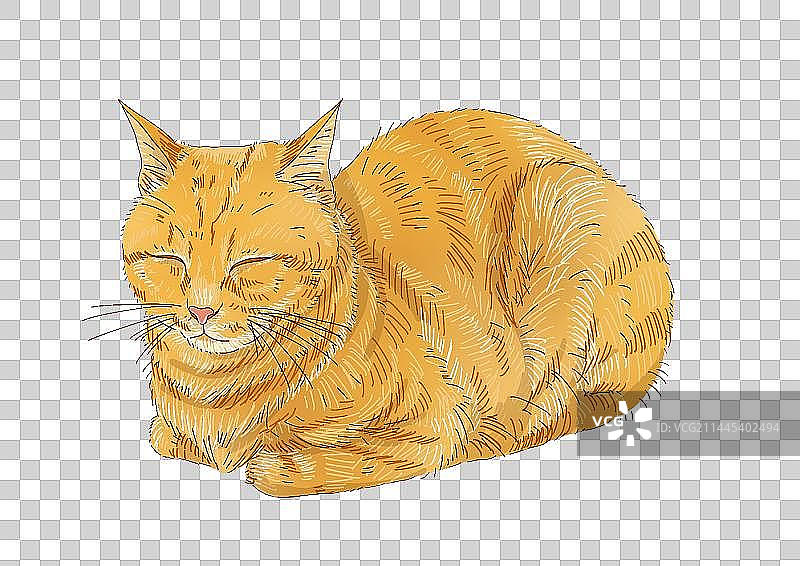 打盹的橘猫图片素材