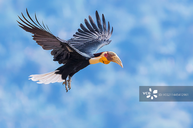 花冠皱盔犀鸟图片素材