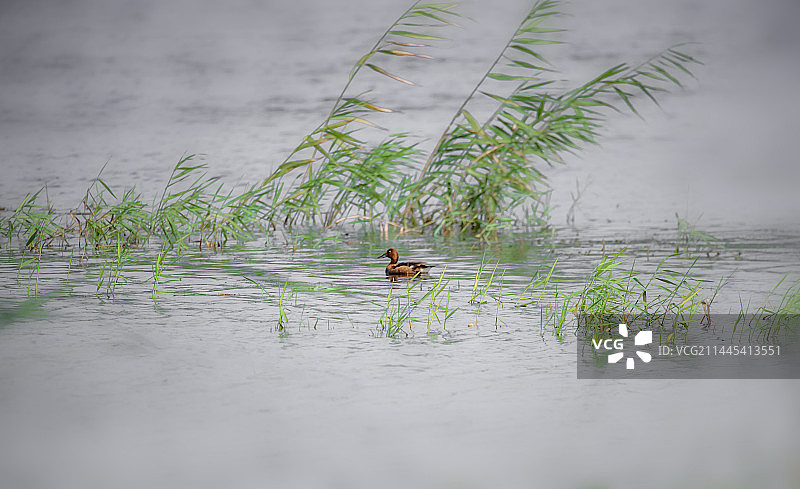 白眼潜鸭图片素材