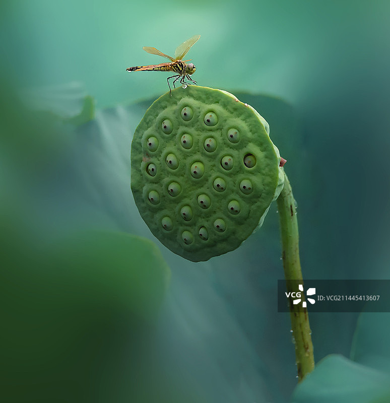 莲蓬上的蜻蜓图片素材