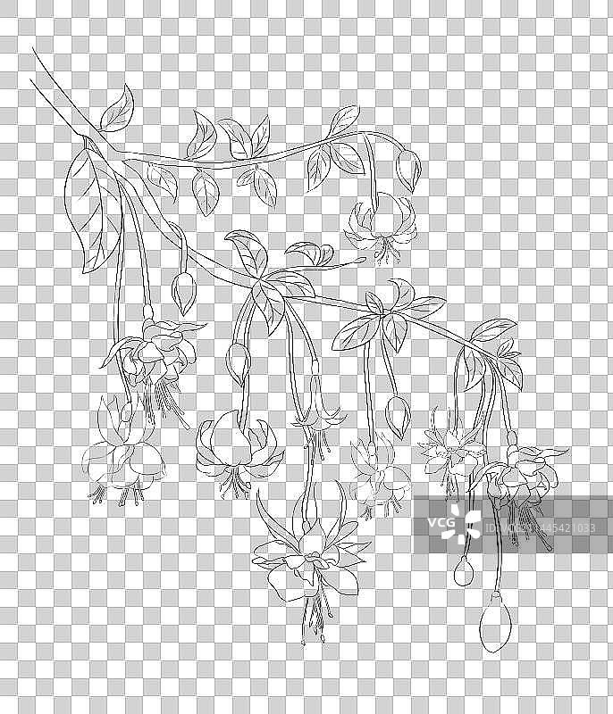 倒挂金钟线稿图片素材