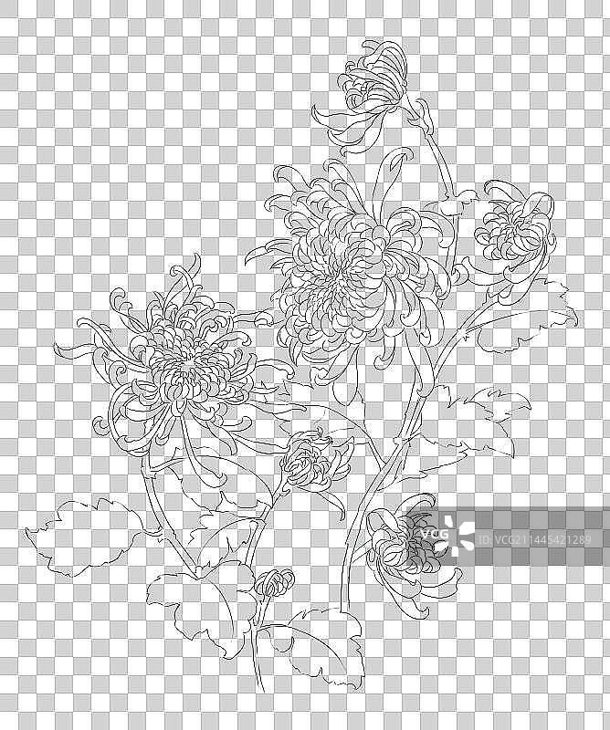 菊花线稿图片素材