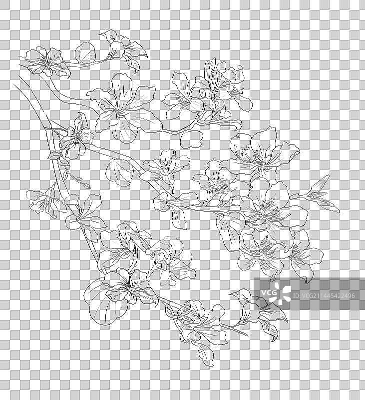 紫荆花线稿图片素材