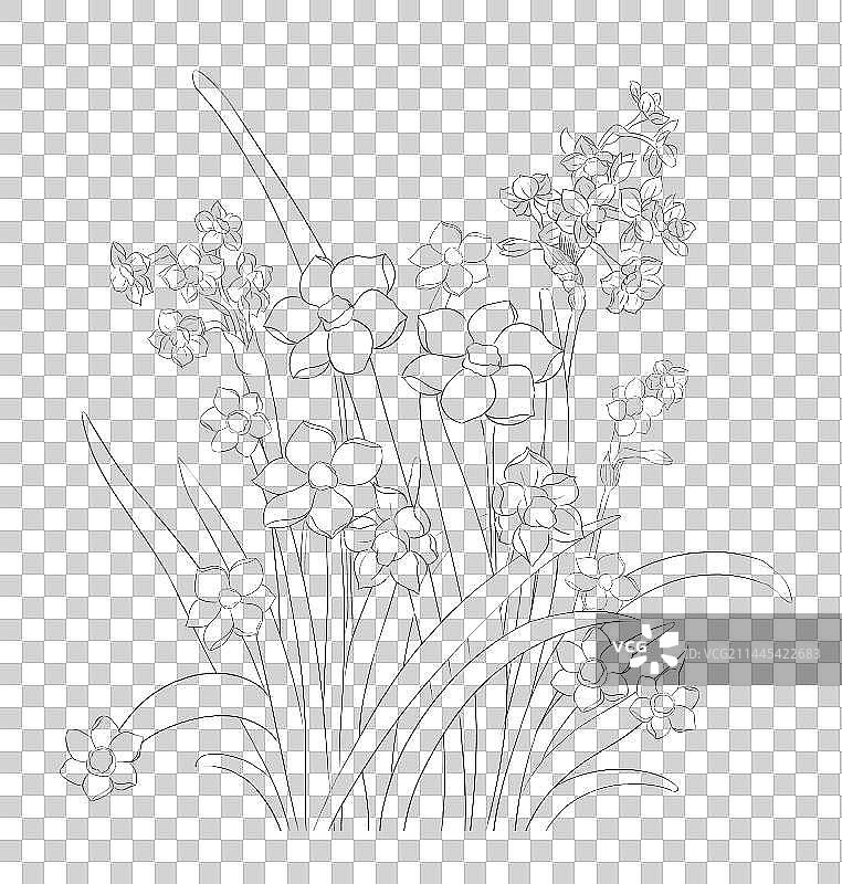 水仙花线稿图片素材