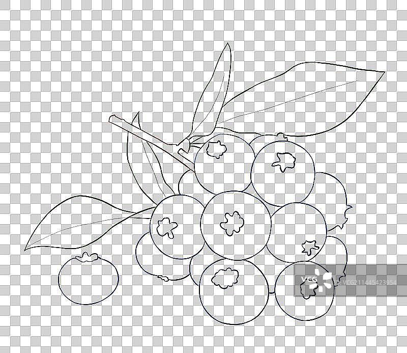 立夏节气蓝莓水果线稿图片素材
