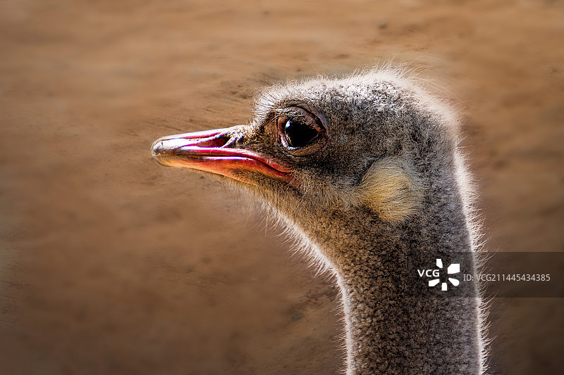 鸵鸟图片素材