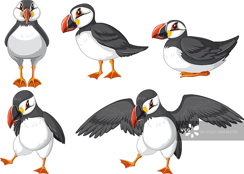 卡通风格海鹦鸟图片素材