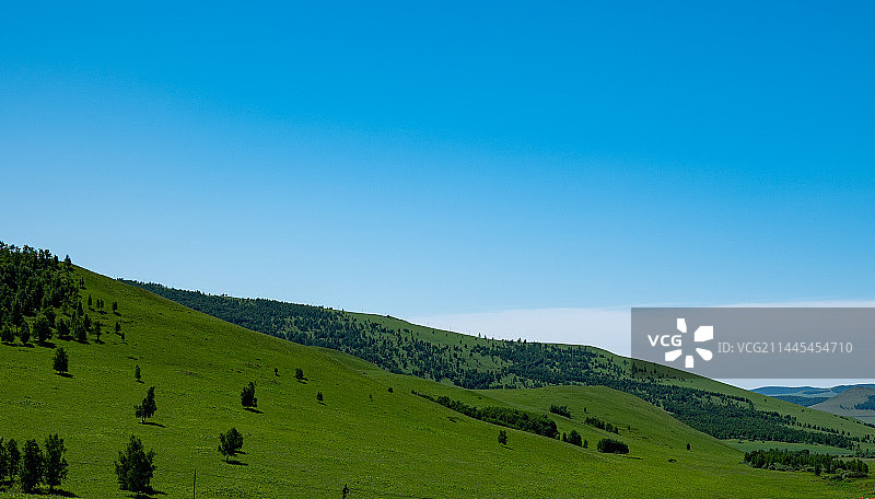 额尔古纳白桦林图片素材