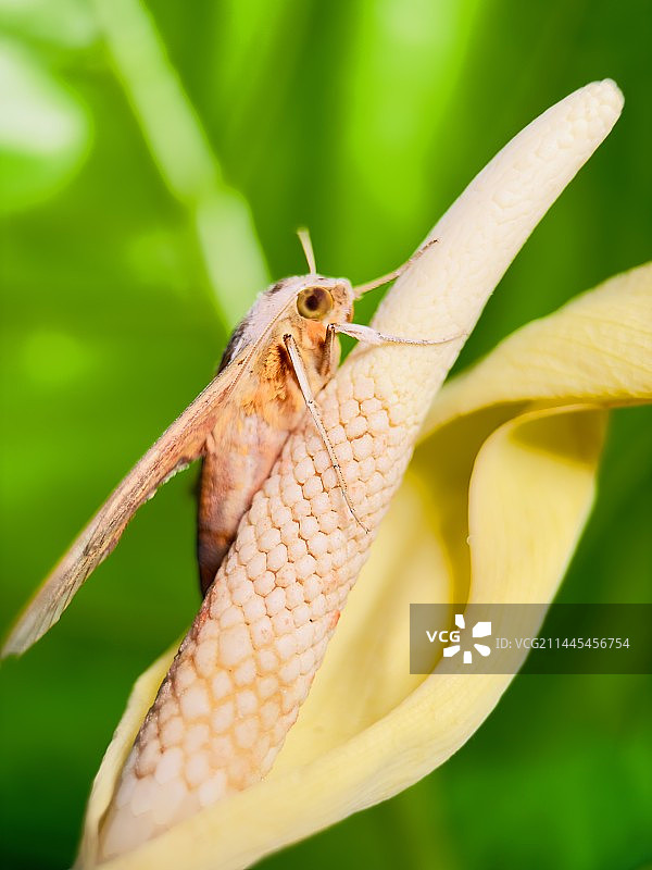 花朵上的蛾图片素材