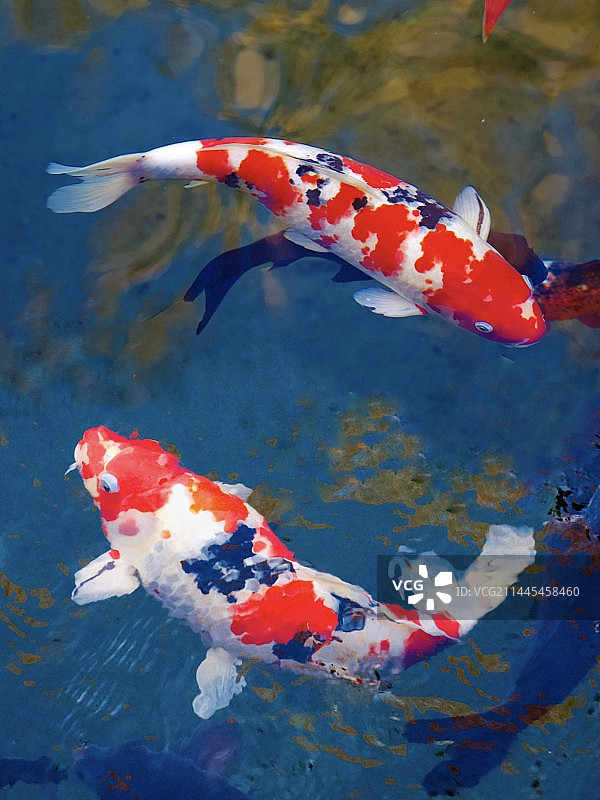 太极·锦鲤图片素材