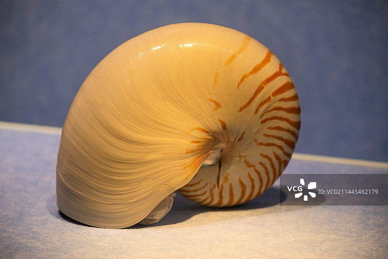 南海贝类-海瓶螺科图片素材